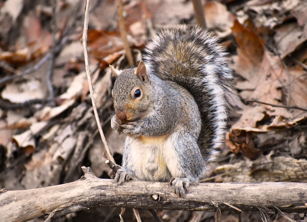 brown squirrel standing on brown tree branch