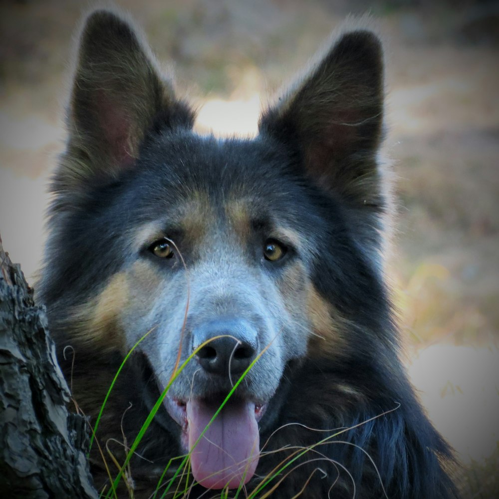 adult black dog