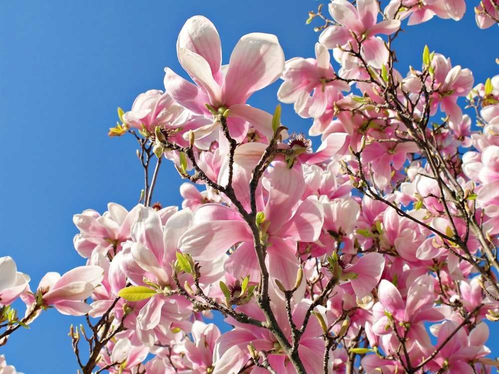 pink petaled flowers