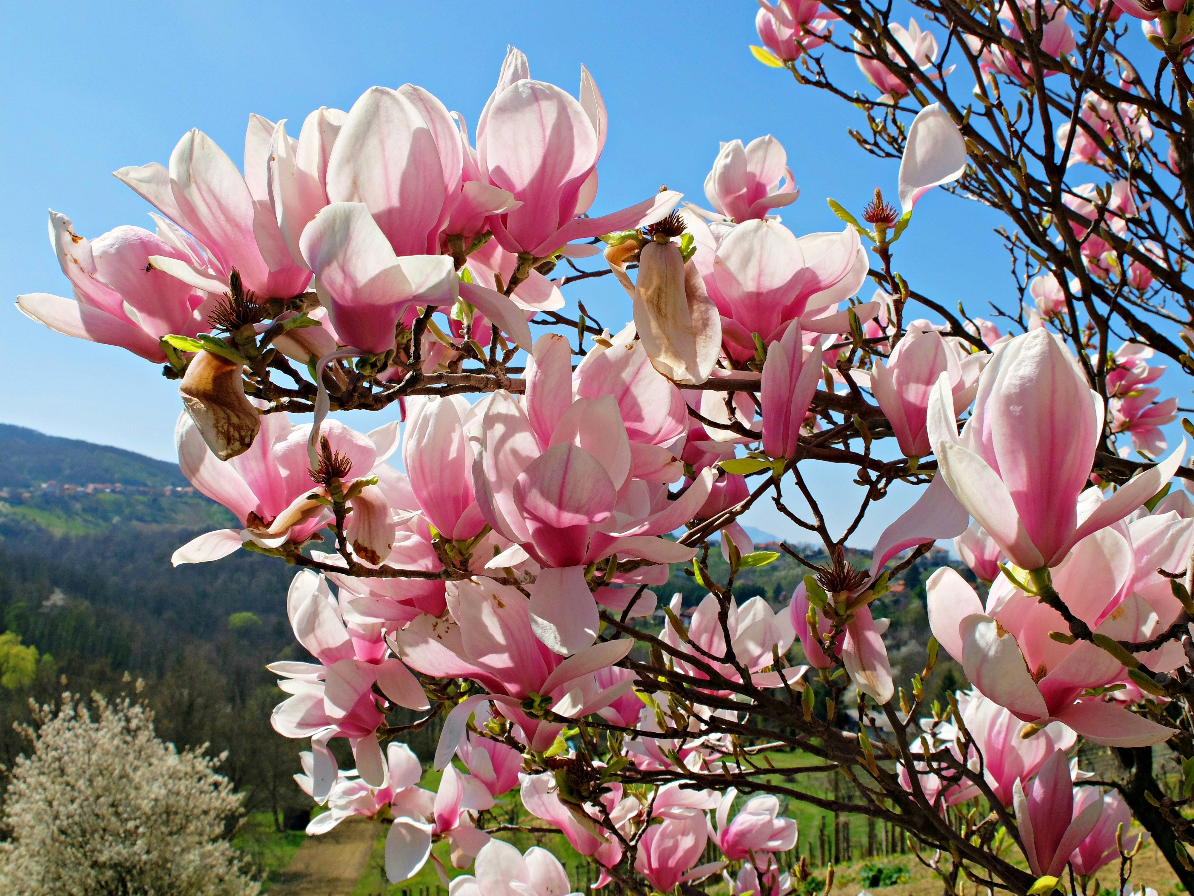 close-up photo of pink blossom flower