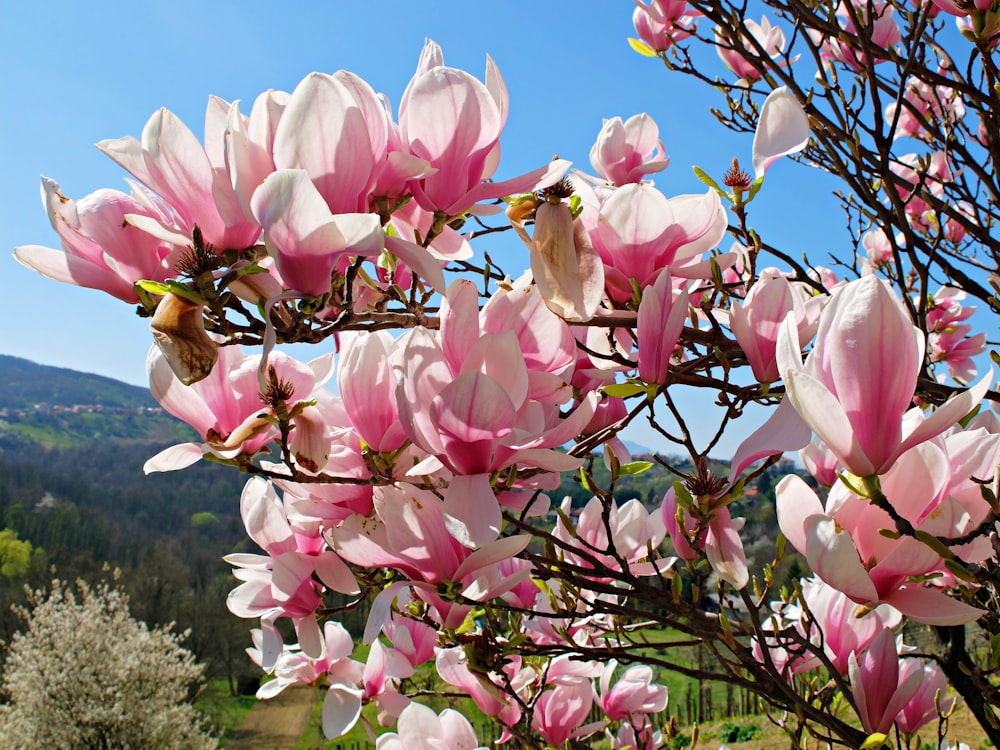 close-up photo of pink blossom flower