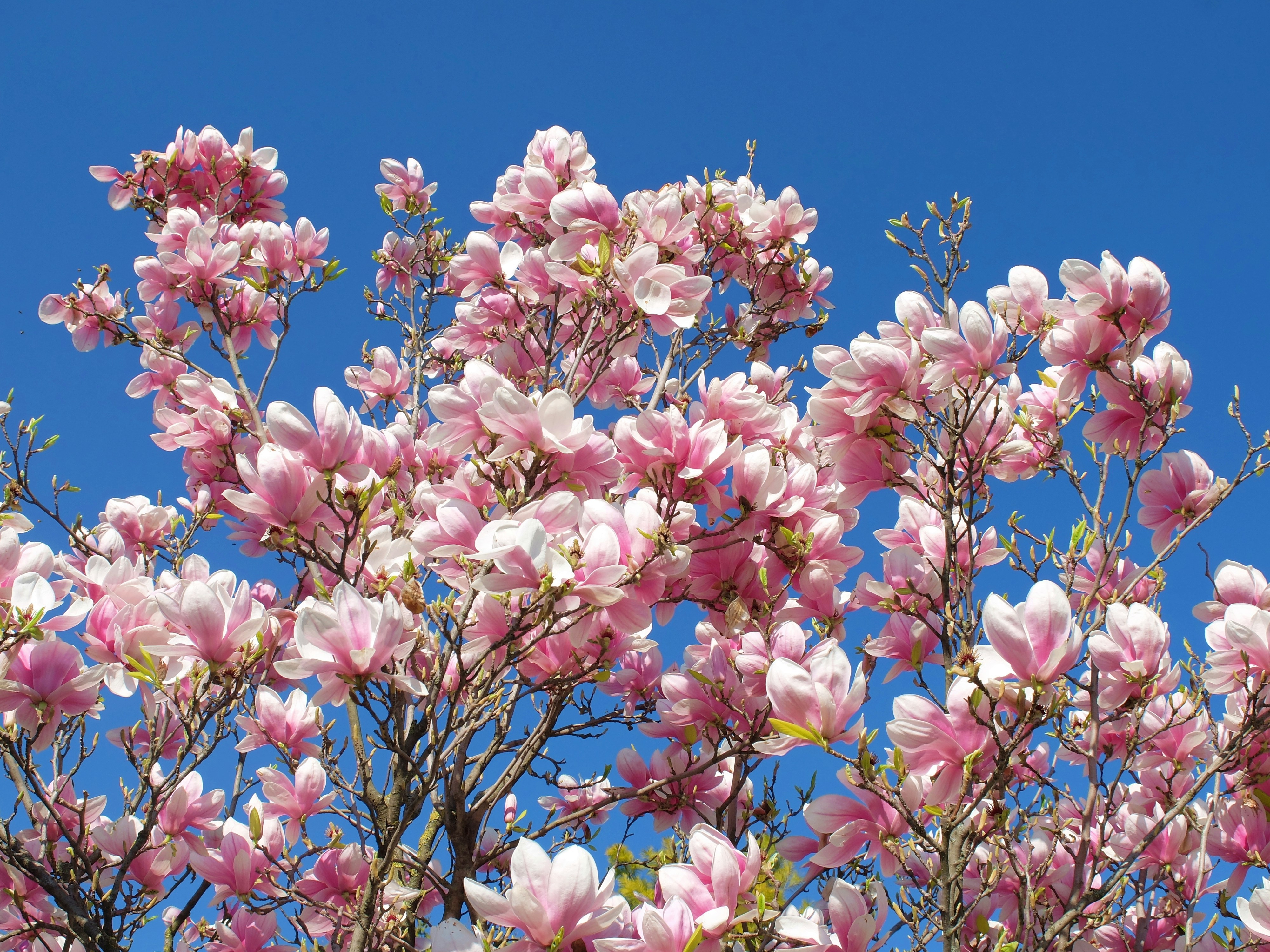 Photo by pericadesertdeco17