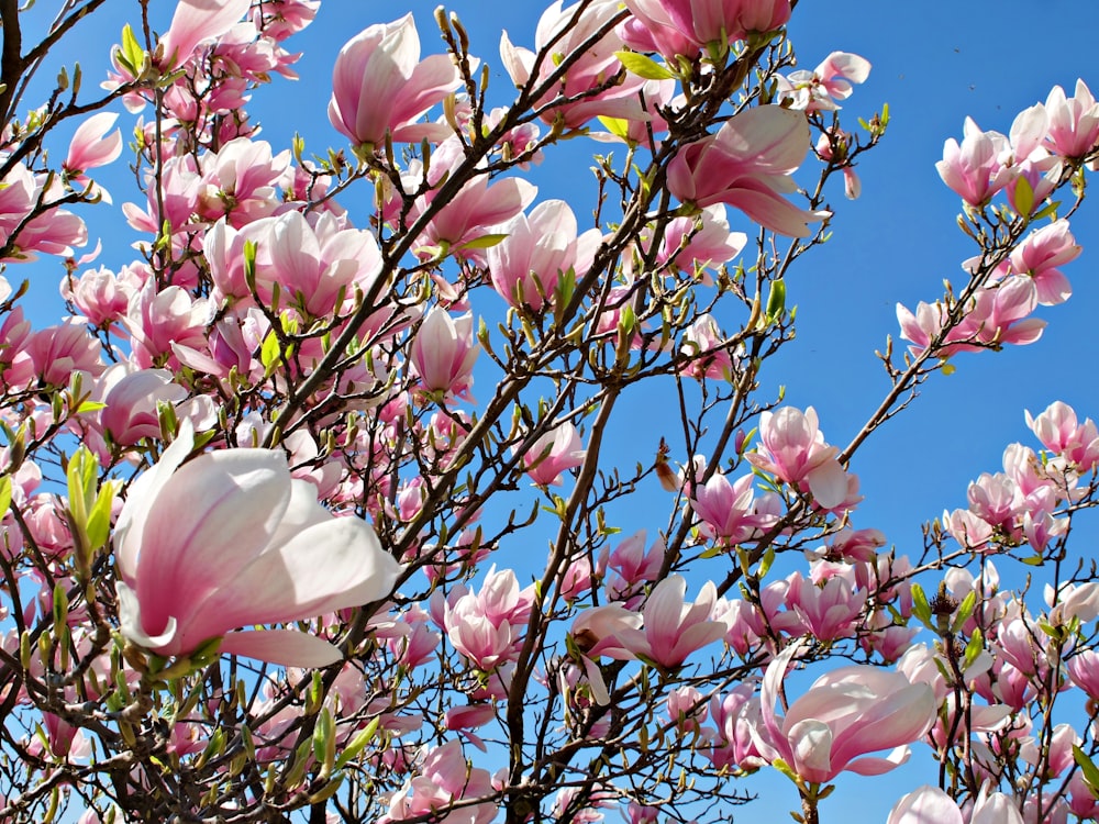 pink and white orchids under bright blue sky