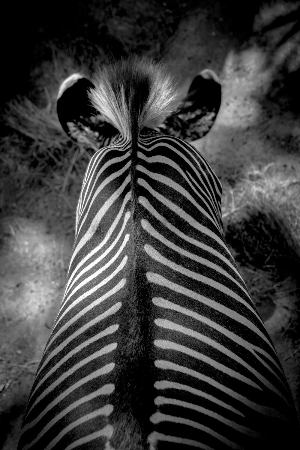Animale zebrato in bianco e nero rivolto all'indietro