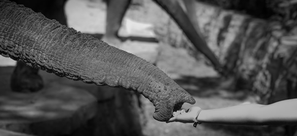 photographie en noir et blanc de défense d’éléphant tenant la main de la personne
