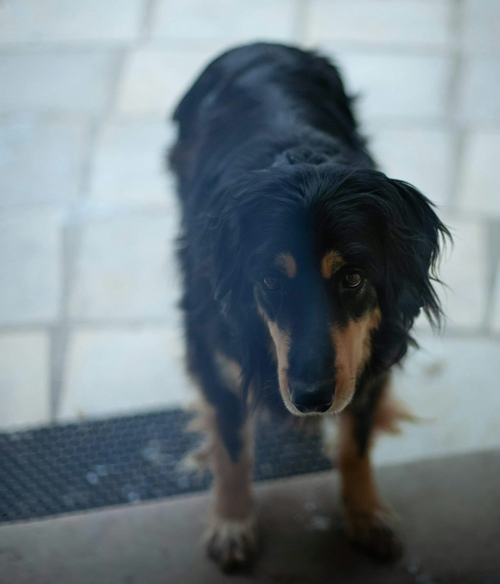 long-fur brown and black dog on floor