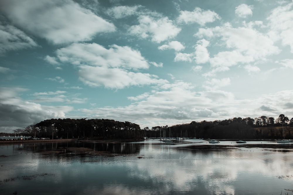 body of water beside trees during daytime