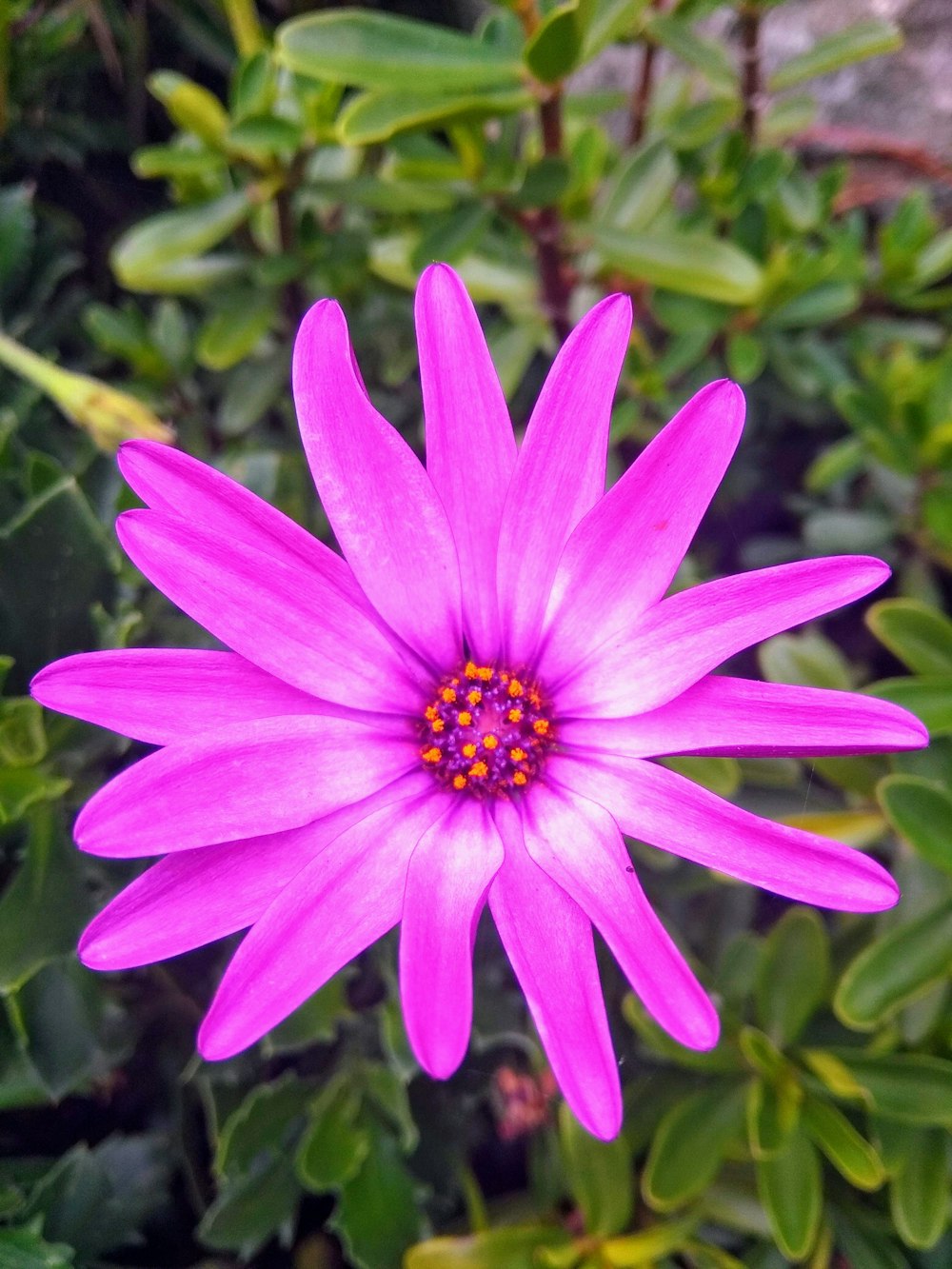 pink-petaled flowers