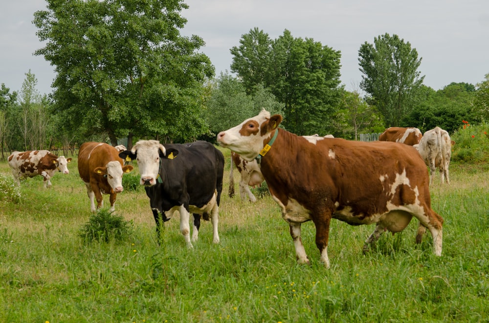 herd of cattle on grass field