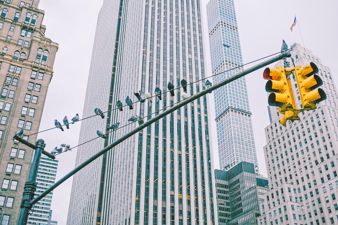 flock of birds perched on traffic light at cityscape