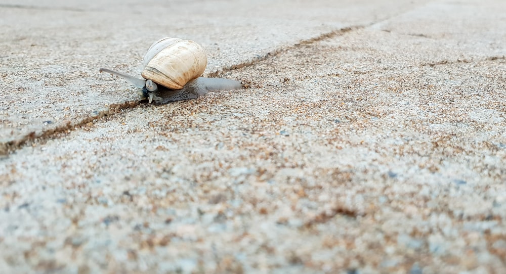 Braunes Muscheltier auf Fokusfotografie