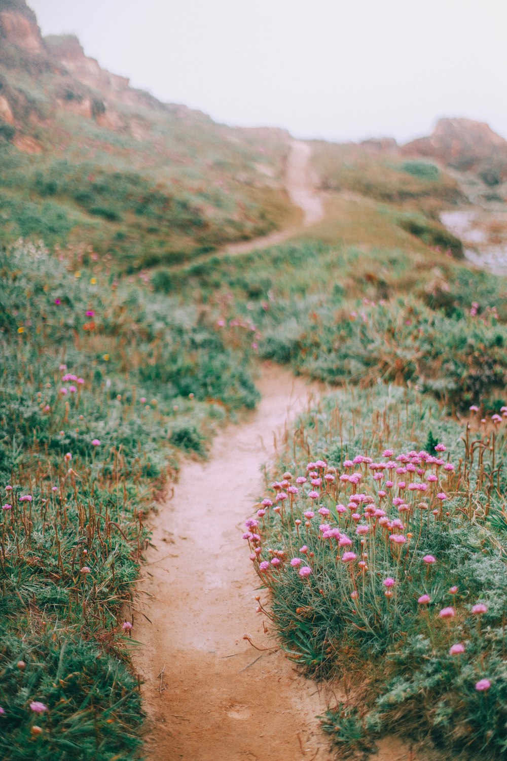 brown pathway near flower gardens