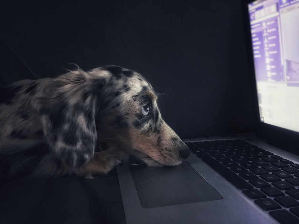 brown dog watching on laptop computer