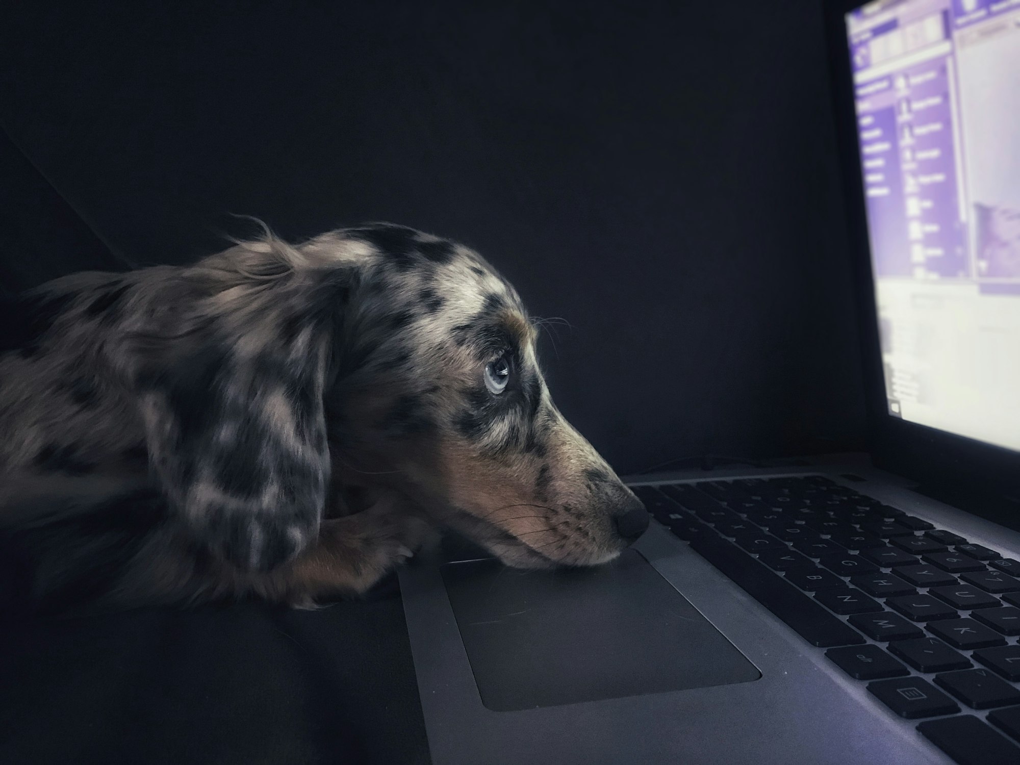 Our puppy Winston is always curious, especially with everything we’re doing.  Fairly often he wants right up close to the laptop when I have it on my lap.  This day I had it on the couch where he was and his curiosity with the screen allowed me to make this photo.