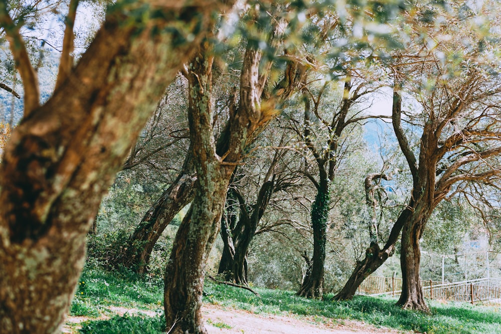 trees during daytime