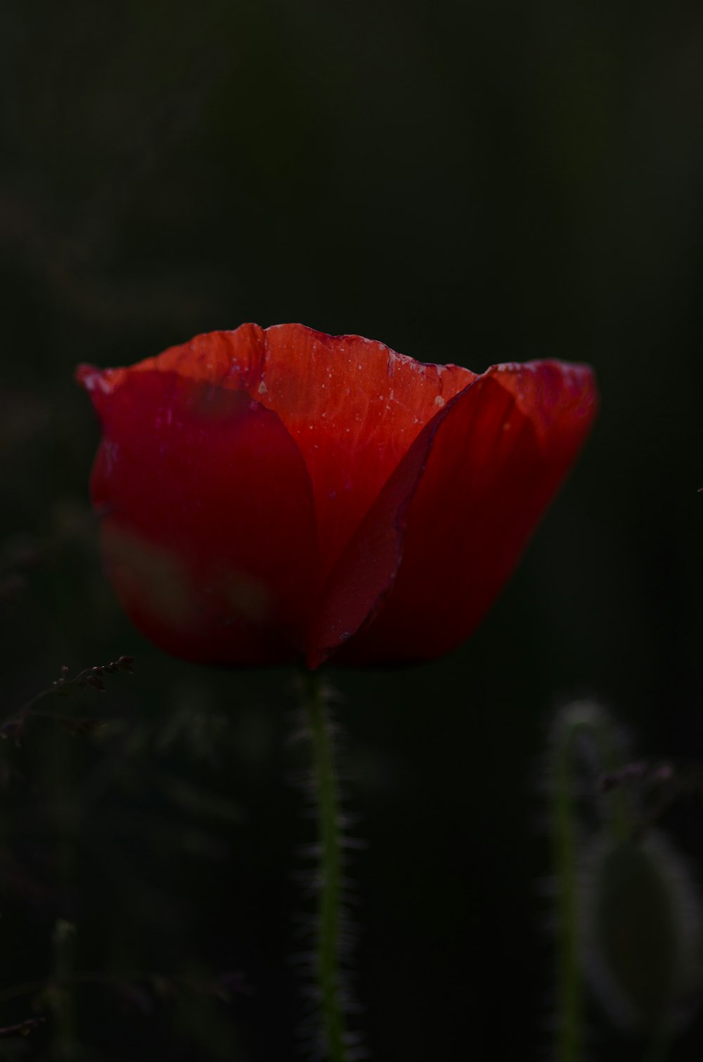 red petaled flower close-up photography
