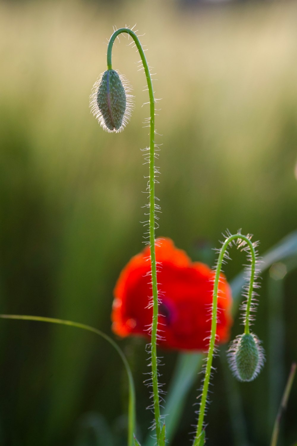 shallow focus photo of green plants