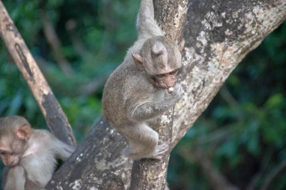 brown monkey climbing on tree