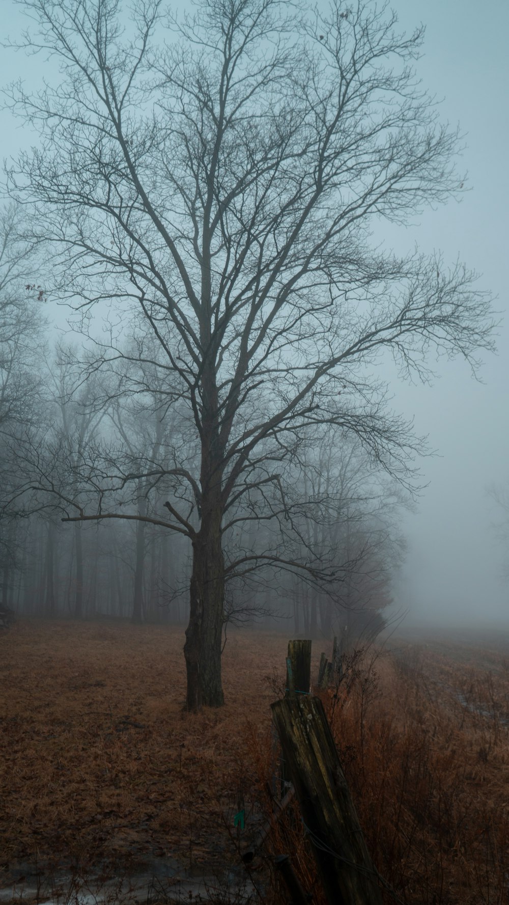 brown tree during nighttime