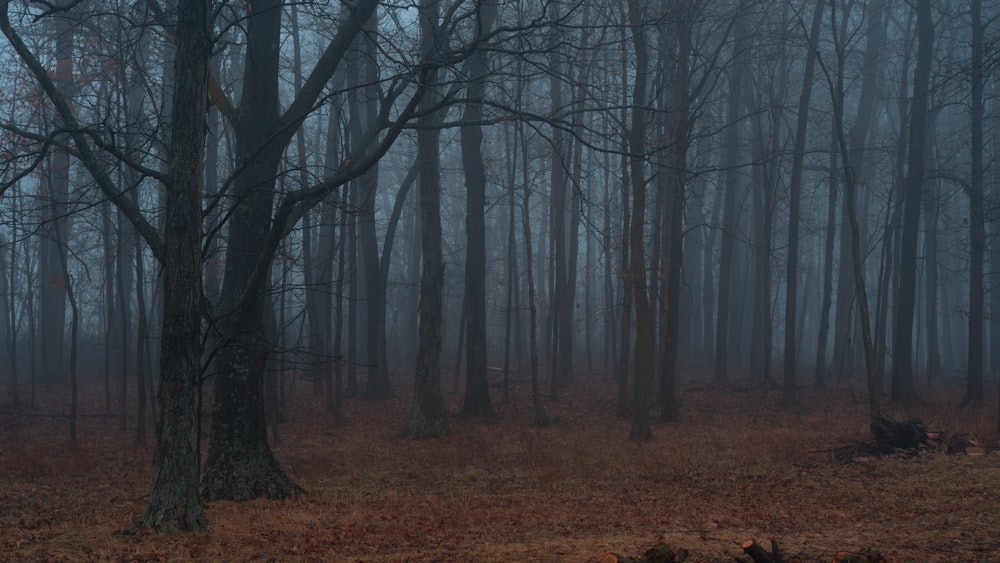 Brauner Baum Nahaufnahme Fotografie