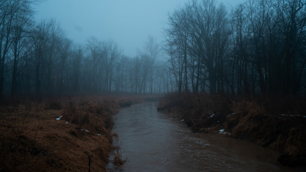 Cuerpo de agua entre árboles