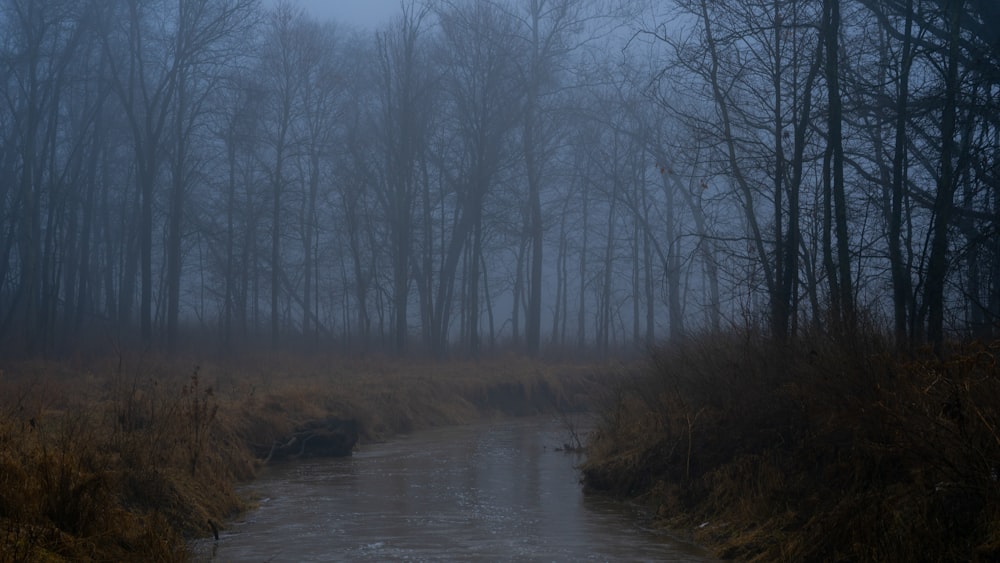 body of water between trees