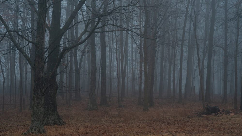 bare trees covered with fogs