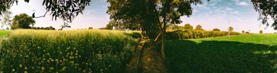 A panoramic view of the lush makhana farming area near Gujarat’s water bodies.