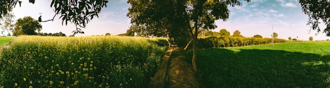 A panoramic view of a lush, green agricultural field under a clear blue sky. The foreground features tall plants with small yellow flowers, possibly mustard. Trees with dense foliage provide shade along the dirt path running through the fields. In the background, a variety of trees line the horizon, adding depth to the expansive rural landscape.