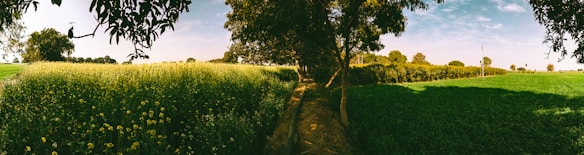A panoramic view of a lush, green agricultural field under a clear blue sky. The foreground features tall plants with small yellow flowers, possibly mustard. Trees with dense foliage provide shade along the dirt path running through the fields. In the background, a variety of trees line the horizon, adding depth to the expansive rural landscape.