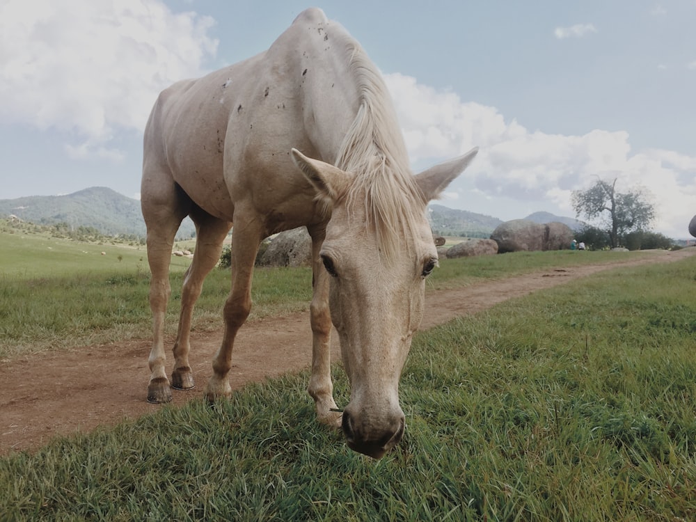 white horse eating grass