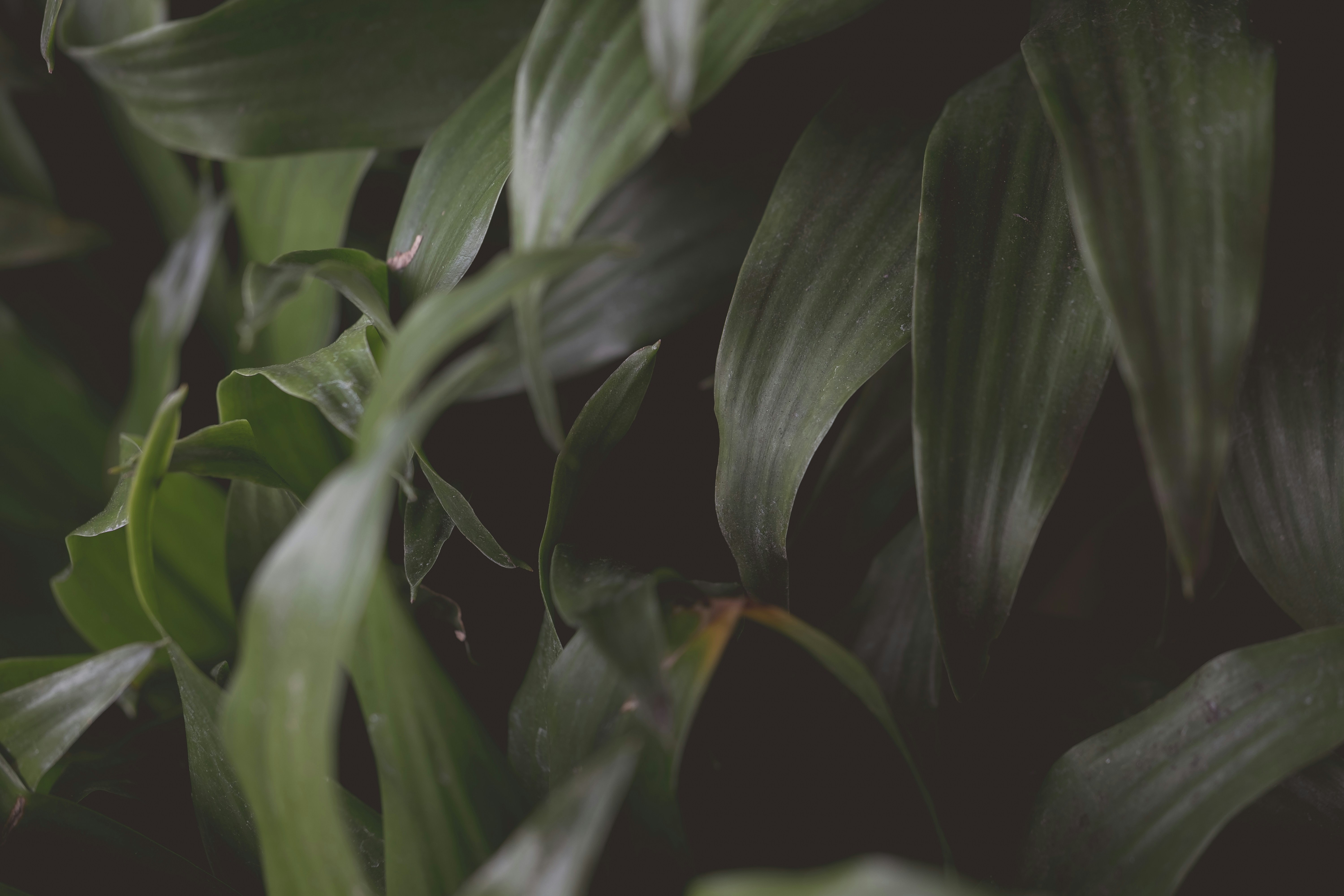 Close-up of green leaves and plants in dim forest light, moody dark atmosphere, deep shadows