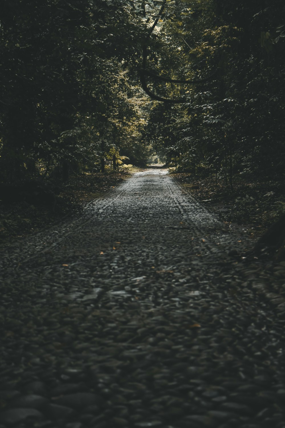 gray pathway between trees during daytime