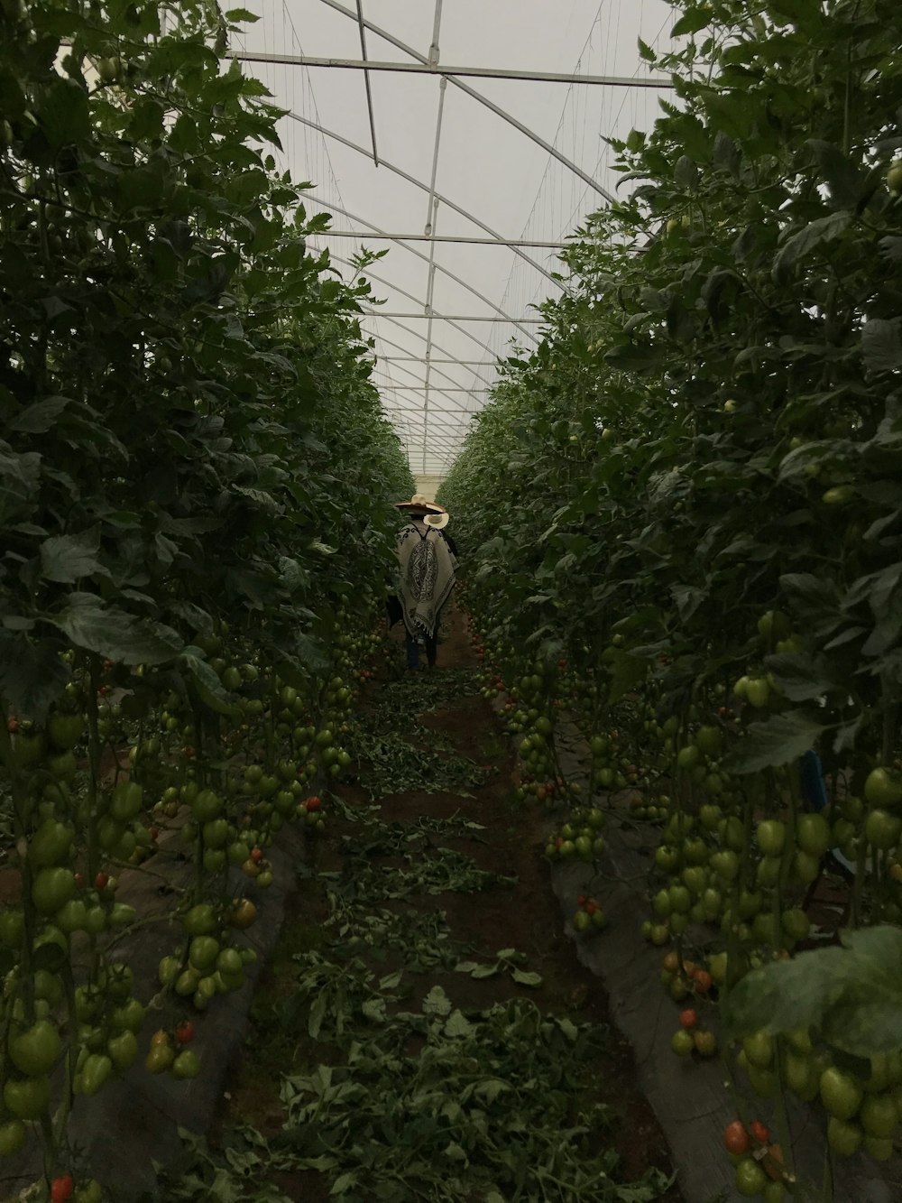 tomato plantation on focus photography