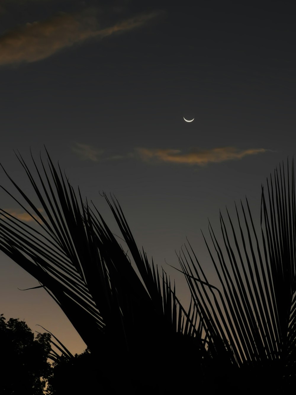 grey crescent moon seen above palm tree