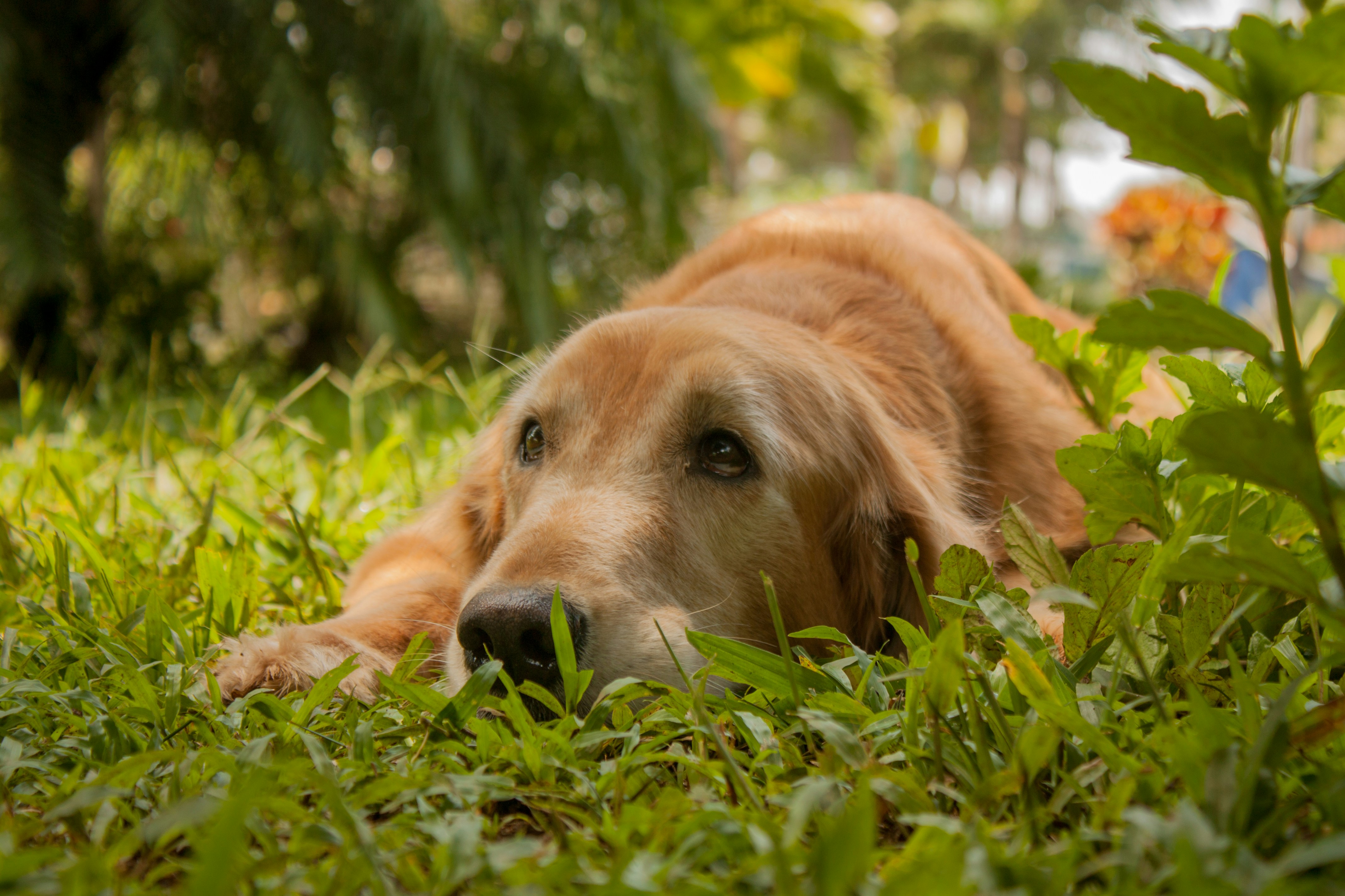 Short Coated Brown Dog Photo Free Golden Retriever Image On Unsplash