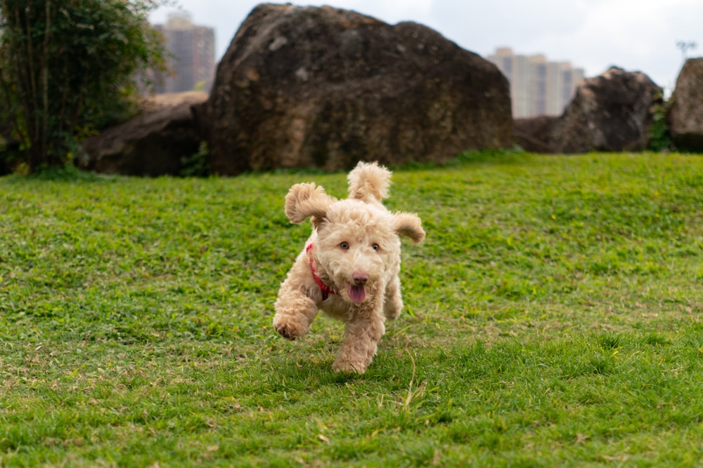 curly-coated brown puppy running on green field