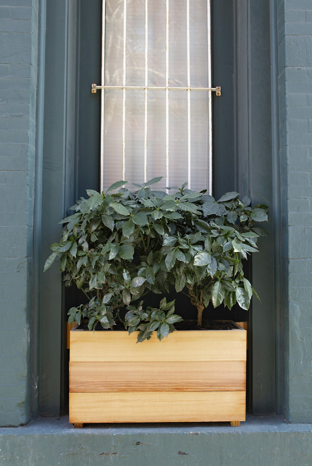 green leafed plant in beige wooden pot beside window grill