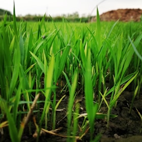 closeup photography of green grass