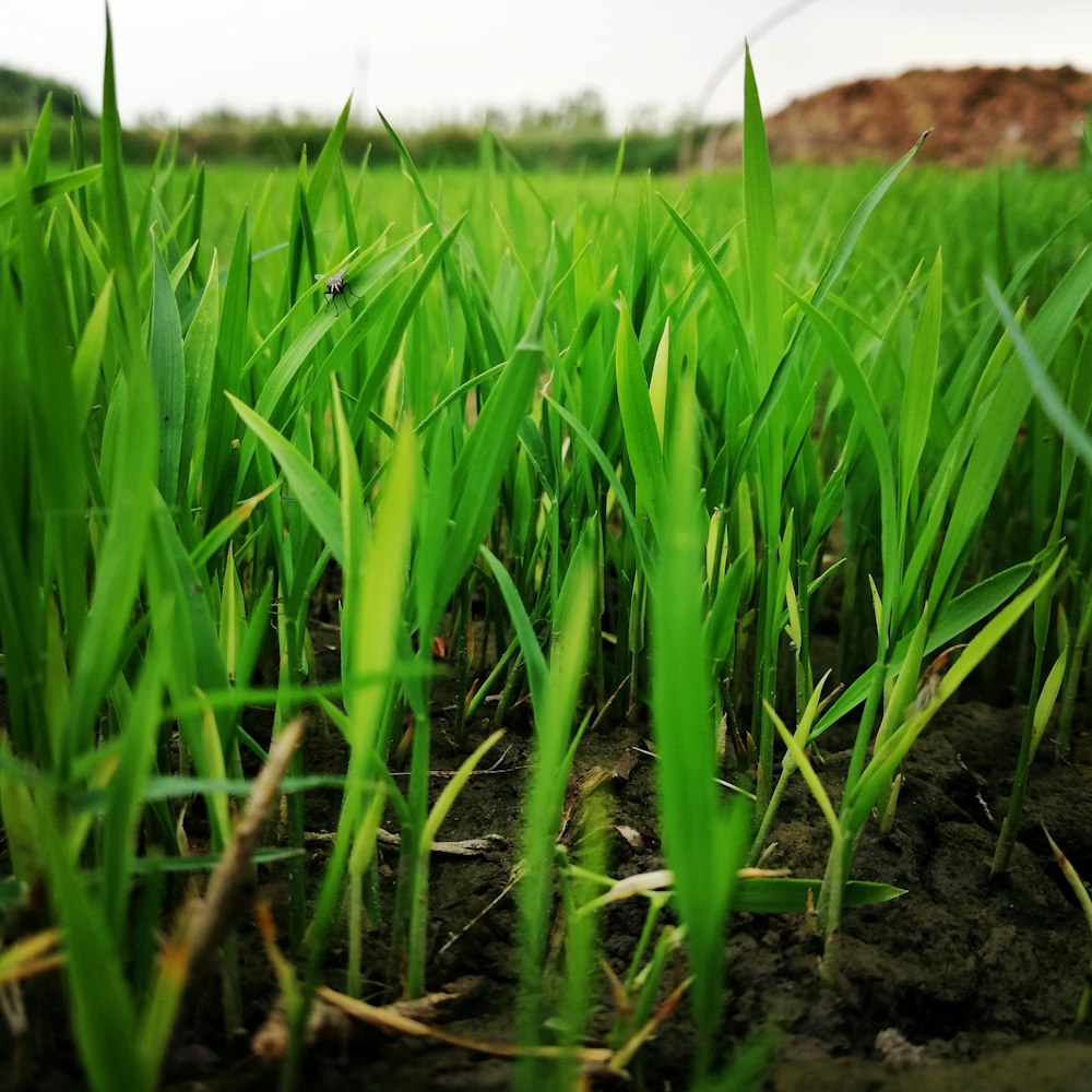 Photographie en gros plan de l’herbe verte