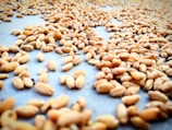 A close-up view of numerous wheat grains spread out on a flat surface, highlighting their natural texture and golden-brown color.