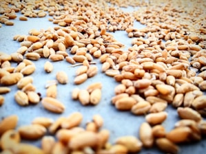 A close-up view of numerous wheat grains spread out on a flat surface, highlighting their natural texture and golden-brown color.