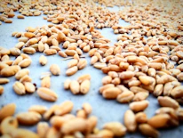 Close-up of golden wheat grains ready for packaging.