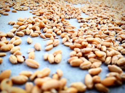A close-up view of numerous wheat grains spread out on a flat surface, highlighting their natural texture and golden-brown color.