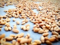 A close-up view of numerous wheat grains spread out on a flat surface, highlighting their natural texture and golden-brown color.