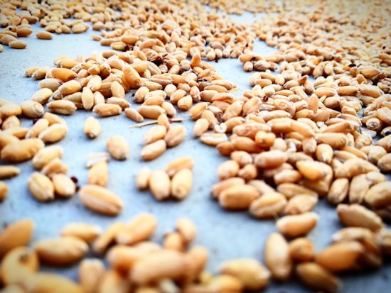 A close-up view of numerous wheat grains spread out on a flat surface, highlighting their natural texture and golden-brown color.