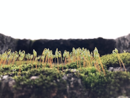 A close-up view of green moss growing on a rocky surface, displaying upright stalks of sporophytes with capsule-like structures at their tips. The background is blurred, emphasizing the focus on these delicate plant structures.