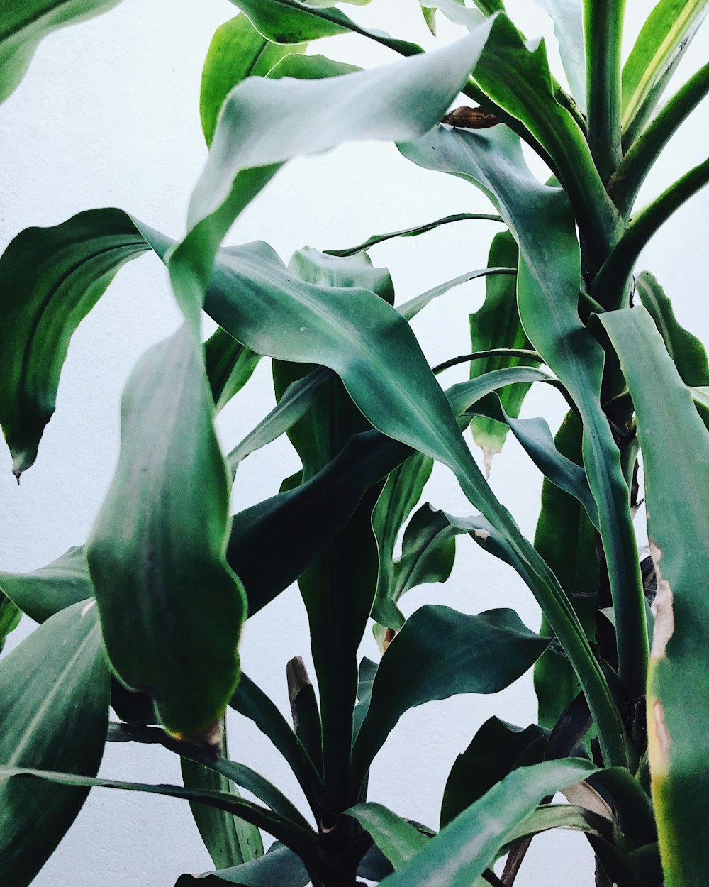 Photographie sélective de la mise au point d’un plant de maïs