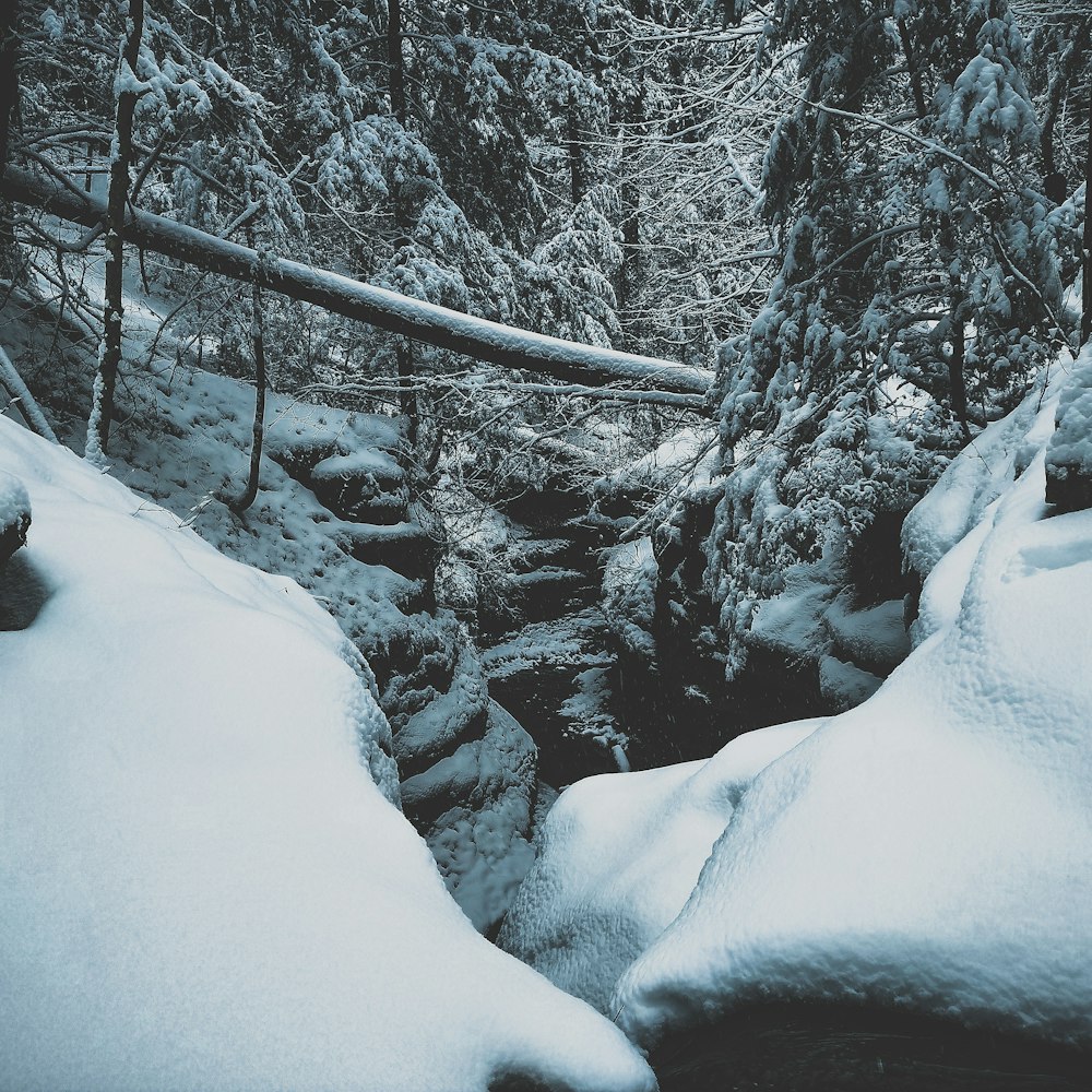 Fotografía en blanco y negro de árboles cubiertos de nieve