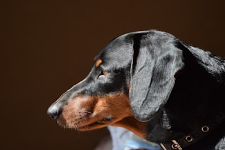 adult black and tan smooth dachshund close-up photo